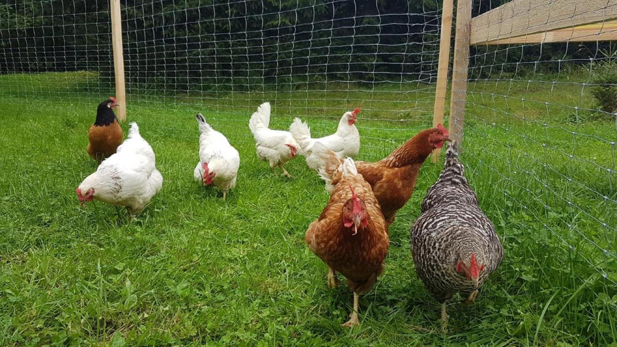 Ferienbauernhof Mehlbach Konuk evi Kollnburg Dış mekan fotoğraf